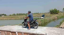 Jembatan penghubung antar blok tambak di desa Gumeno