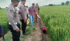 Petani di Balongpanggang Tewas Tersengat Listrik Jebakan Tikus
