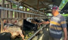 Tinggalkan Kontraktor, Warga Klangonan Sukses Ternak Kambing dan Sapi Jelang Iduladha