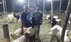 Pedagang Muda Gresik Tawarkan Hewan kurban Idul Adha Harga Terjangkau