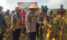 Panen Raya Jagung di Prupuh Gresik Dukung Swasembada Pangan Nasional