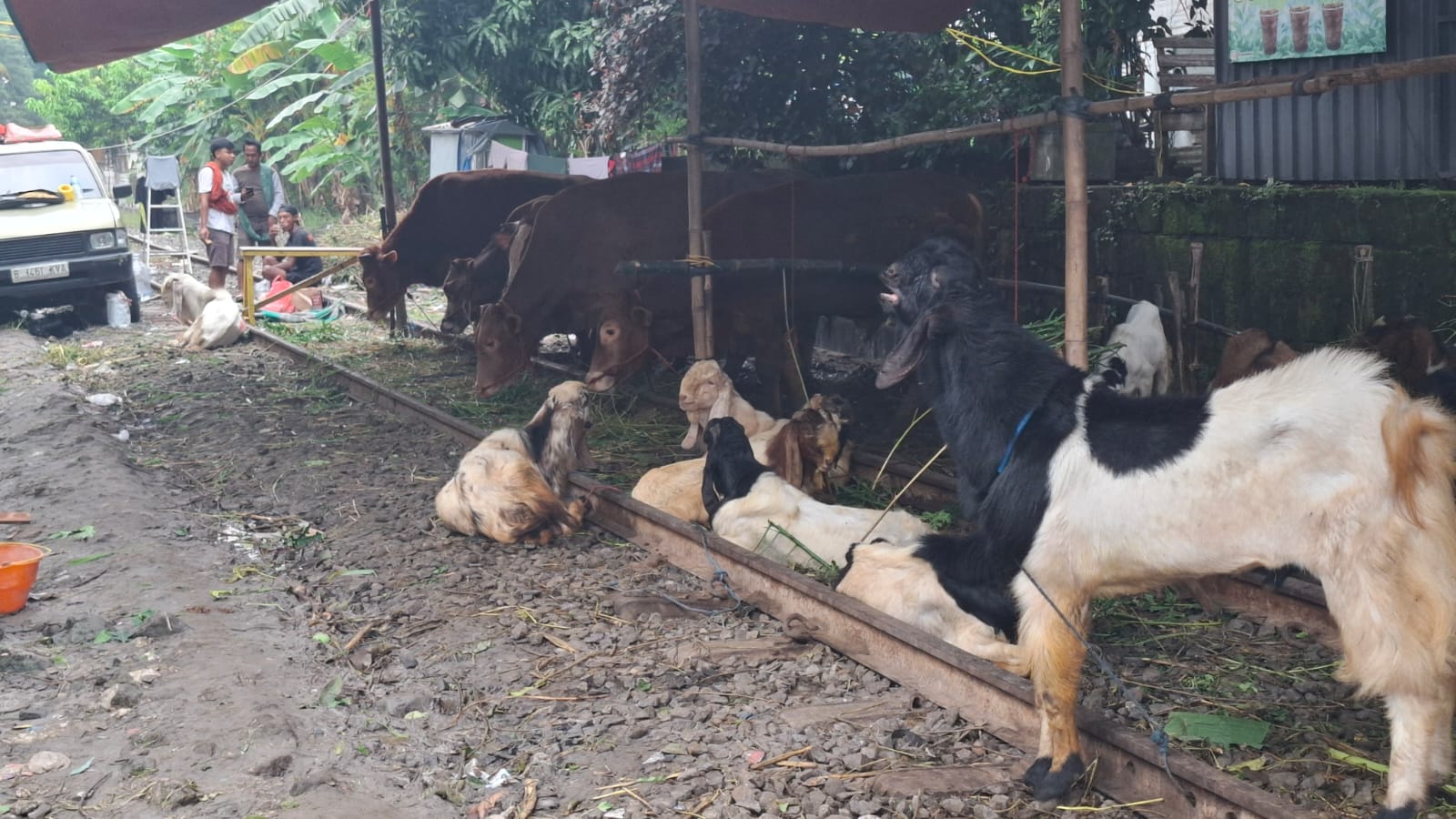 Lapak hewan qurban Gresik 2025