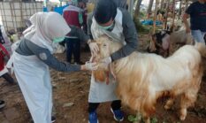 Prediksi 14.552 Hewan Kurban Dipotong di Gresik 2025