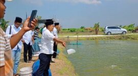 Petani Pamekasan studi tiru budidaya bandeng di Kampung Bandeng Gresik. Hasilnya unggul hingga jadi juara kontes bandeng kawak nasional.