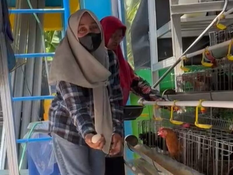 Pemdes Randuboto Gresik atasi stunting lewat program ayam arab petelur, bantu gizi keluarga sekaligus jaga kebersihan lingkungan.