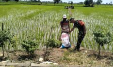 Harga Pupuk Turun 20 Persen, Petani Gresik Sumringah