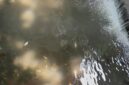 Puluhan ikan sepat mati di drainase depan Kantor Pemkab Gresik diduga akibat limbah rumah tangga atau penyetruman ikan.