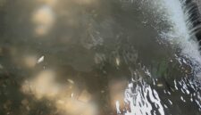Puluhan ikan sepat mati di drainase depan Kantor Pemkab Gresik diduga akibat limbah rumah tangga atau penyetruman ikan.