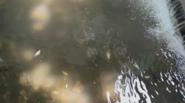 Puluhan ikan sepat mati di drainase depan Kantor Pemkab Gresik diduga akibat limbah rumah tangga atau penyetruman ikan.