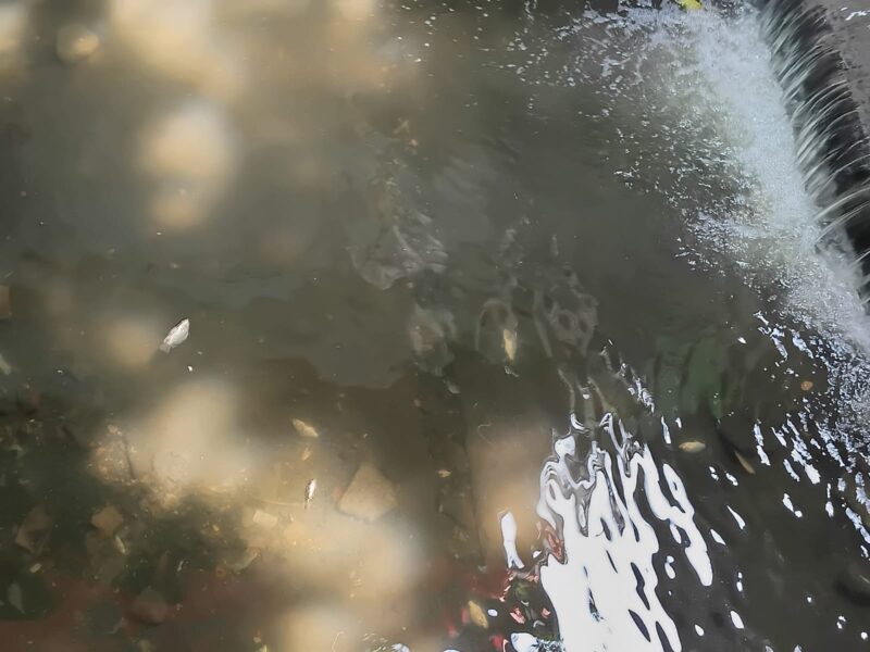 Puluhan ikan sepat mati di drainase depan Kantor Pemkab Gresik diduga akibat limbah rumah tangga atau penyetruman ikan.