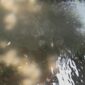 Puluhan ikan sepat mati di drainase depan Kantor Pemkab Gresik diduga akibat limbah rumah tangga atau penyetruman ikan.