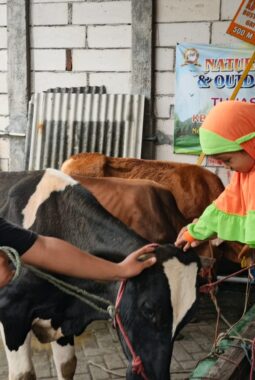 Elus Sapi Kurban, Siswa KB Aisyiyah 49 Griya Kencana Ini Ikut Rayakan Iduladha 1447 H