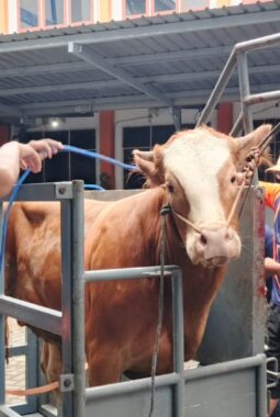 Spemdalas Himpun 67 Syarikat Sapi dan 5 Kambing, Tebar Manfaat Kurban, Baksos ke Desa hingga Kawasan Bencana