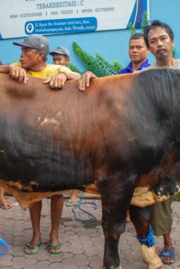 Idul Adha di Kramat, Alumni MIALIS Kelola Kurban 3 Sapi