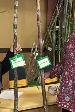 Bikin Bangga UMG, Profesor Setyo Budi Lahirkan Dua Klon Tebu Unggul